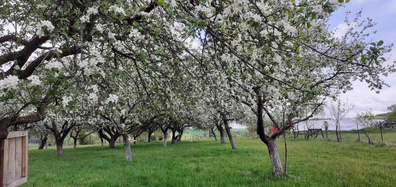 Pensiunea Agroturistica Ica Valea Drăganului Eksteriør billede