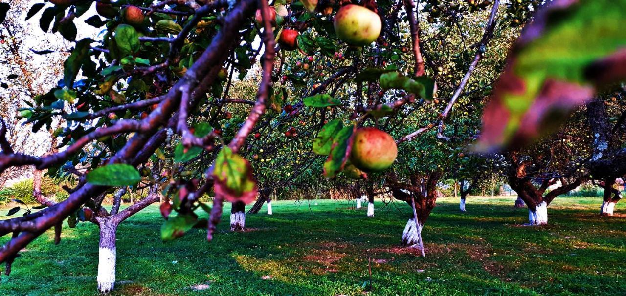Pensiunea Agroturistica Ica Valea Drăganului Eksteriør billede